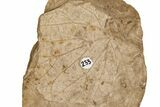 Miocene Fossil Leaf (Ficus) - Idaho #189551-3